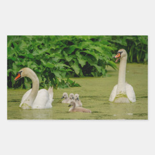 Swan Family Rectangular Sticker