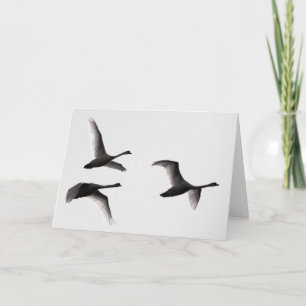 Swan Flight Greeting Cad Card