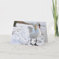 Swan