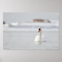 Swan in a frozen sea landscape poster
