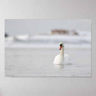 Swan in a frozen sea landscape poster