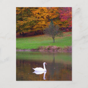 Swan in autumn postcard