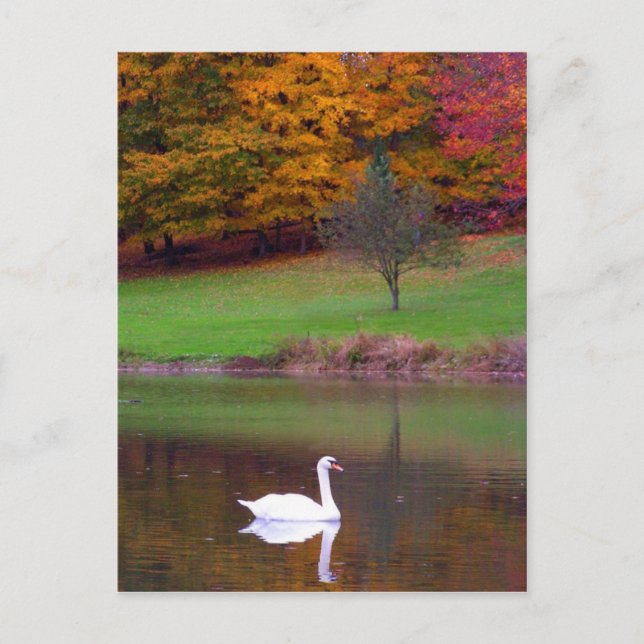 Swan in autumn postcard (Front)