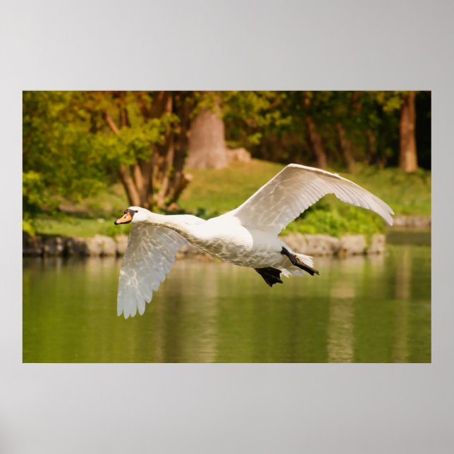 Swan In Flight Poster (Front)