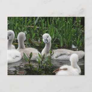 Swan in Wonder.jpg Postcard