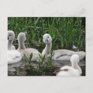 Swan in Wonder.jpg Postcard