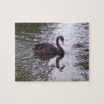 Swan