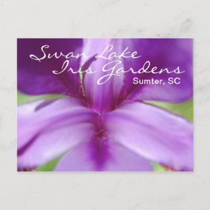 Swan Lake-Iris Gardens Postcard