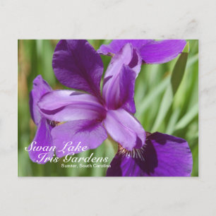 Swan Lake-Iris Gardens Postcard