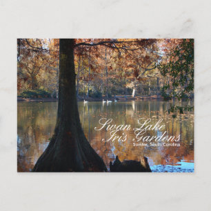 Swan Lake Iris Gardens Postcard