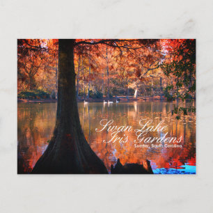 Swan Lake Iris Gardens Postcard