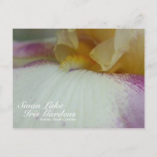 Swan Lake Iris Gardens Postcard