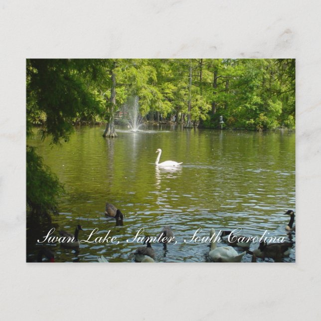 Swan Lake Postcard (Front)