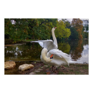 Swan lake poster