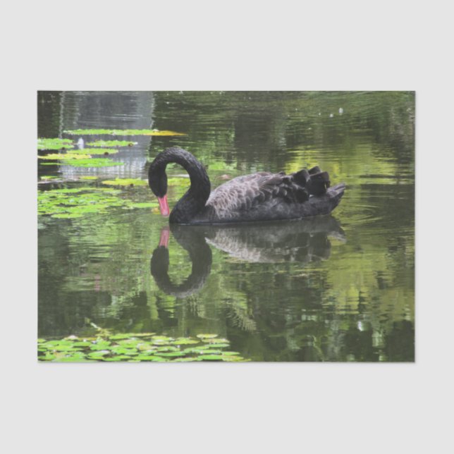 Swan Love Tissue Paper (Front)