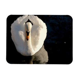 Swan Magnet
