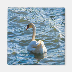 Swan Magnet