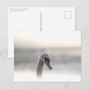 Swan Nature Photo Postcard