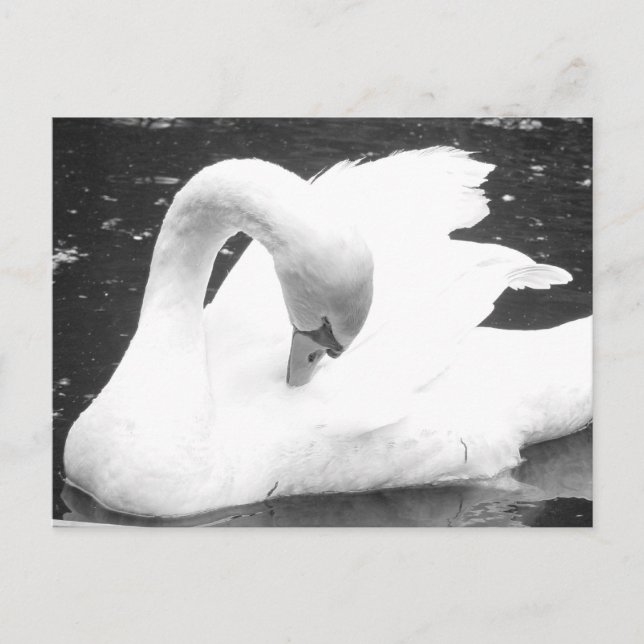 Swan of the Lake--Black and White Postcard (Front)