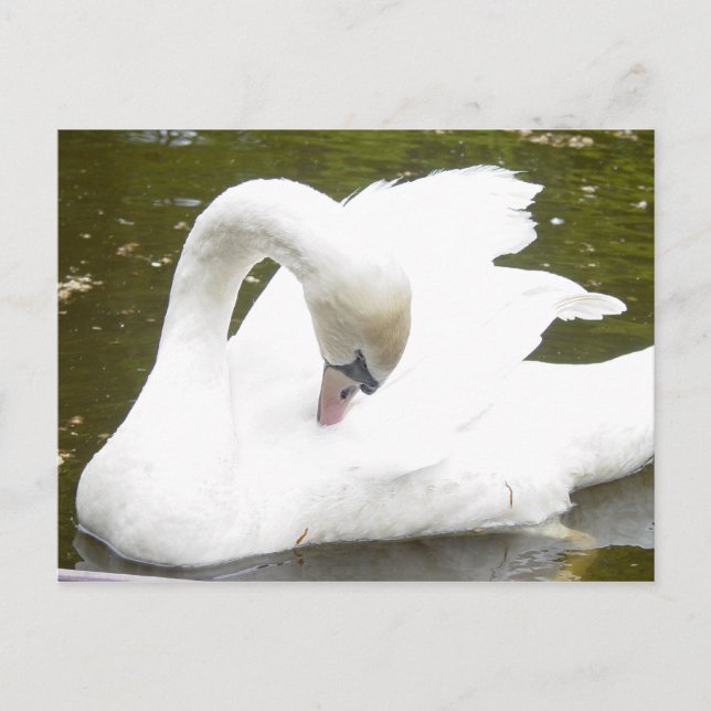 Swan of the Lake Postcard (Front)