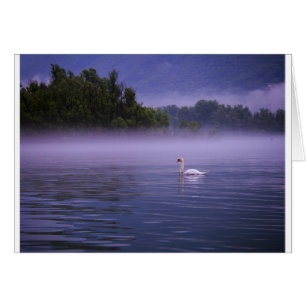 Swan on lake