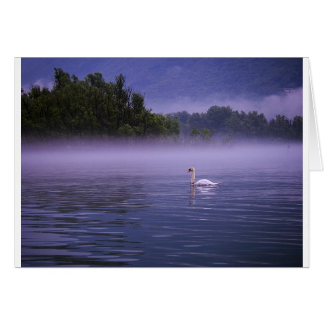 Swan on lake (Front Horizontal)