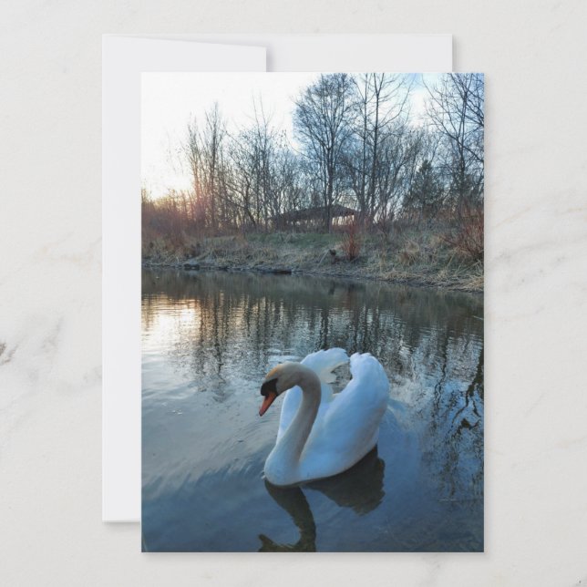 Swan on the lake during sunset (Front)