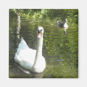 Swan on the Pond Magnet