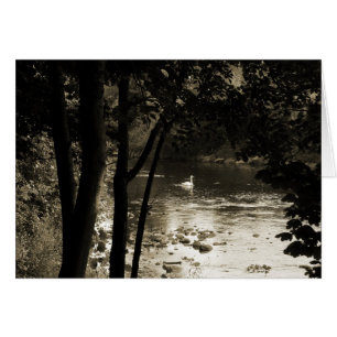 Swan on the River