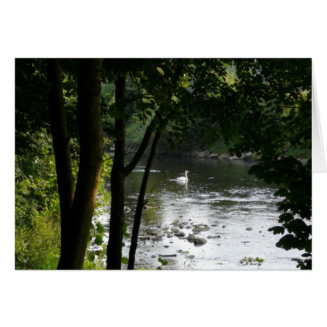 Swan on the River II (Front Horizontal)