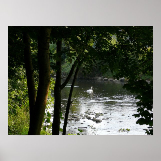 Swan on the River II Poster (Front)