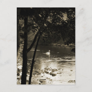 Swan on the River - vertical Postcard