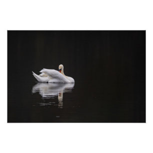 swan on water (swan) poster