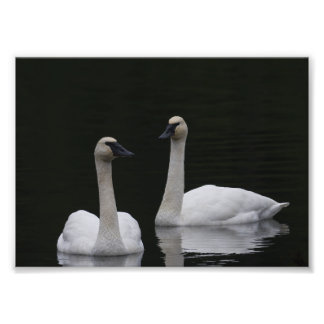 Swan Pair Anacortes ACFL Photo Print