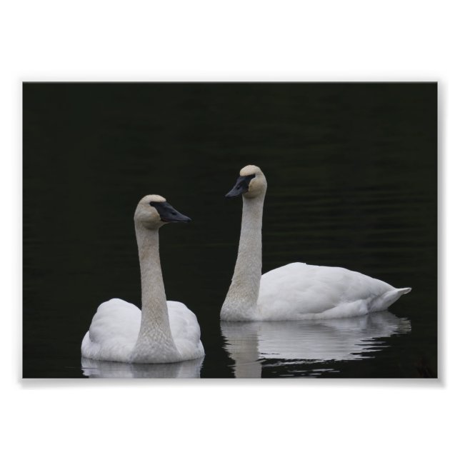 Swan Pair Anacortes ACFL Photo Print (Front)