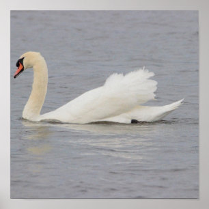 Swan Photo Poster