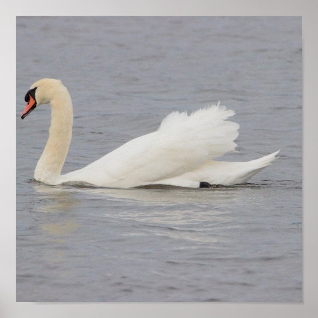 Swan Photo Poster (Front)