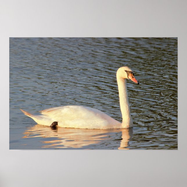 Swan Photo Poster (Front)