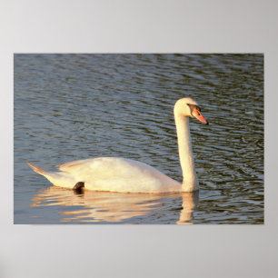 Swan Photo Poster