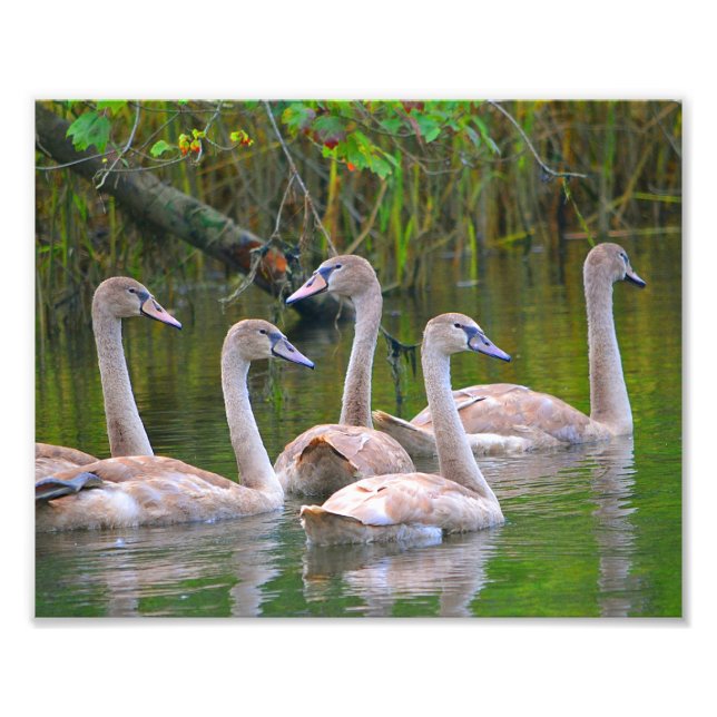 Swan Photo Print (Front)
