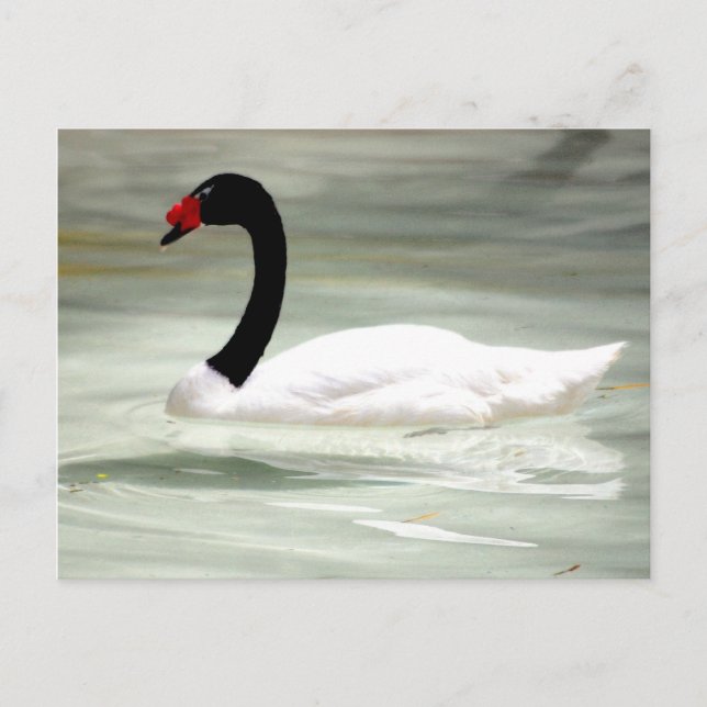 Swan post card (Front)