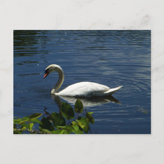 Swan Postcard (Front)
