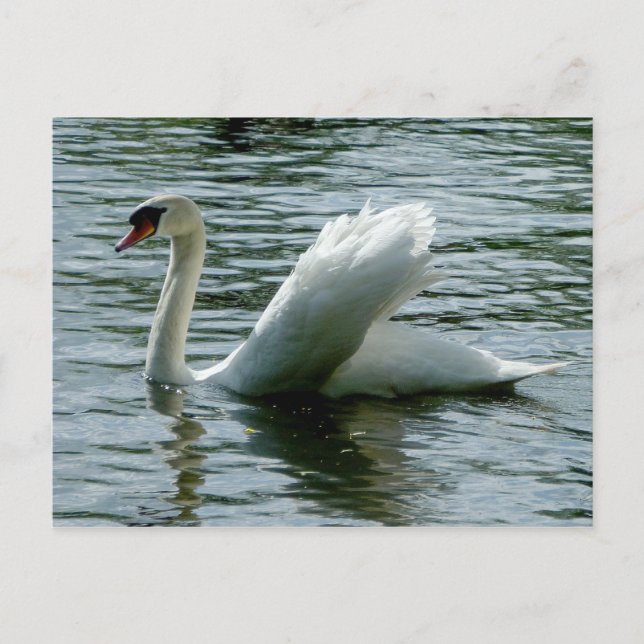 Swan Postcard (Front)