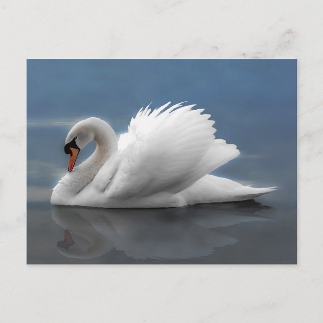 Swan Postcard (Front)
