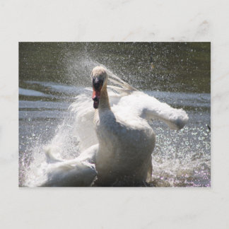 Swan Postcard