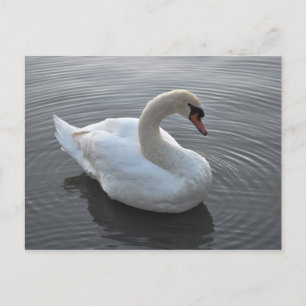 Swan Postcard