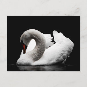 swan postcard