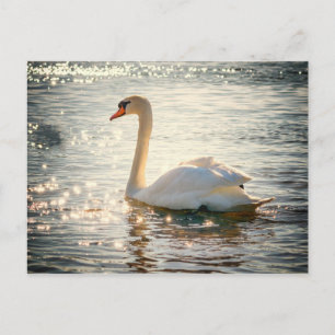 Swan postcard