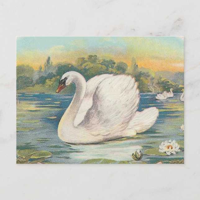 Swan Postcard (Front)