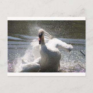 Swan Postcard
